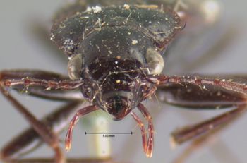 Media type: image;   Entomology 645 Aspect: head frontal view